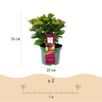 Hortensia Hydrangea Magical Teusday & Saphire, groene bladeren