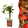 Parthenocissus tricuspidata 'Veitchii' - wilde wingerd - set van 4 - Ø9 cm