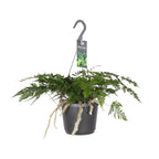 Productfoto van Davallia Bullata