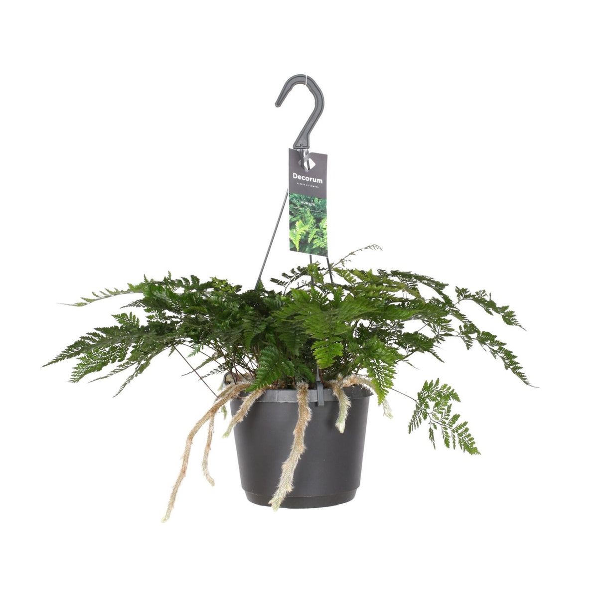 Productfoto van Davallia Bullata