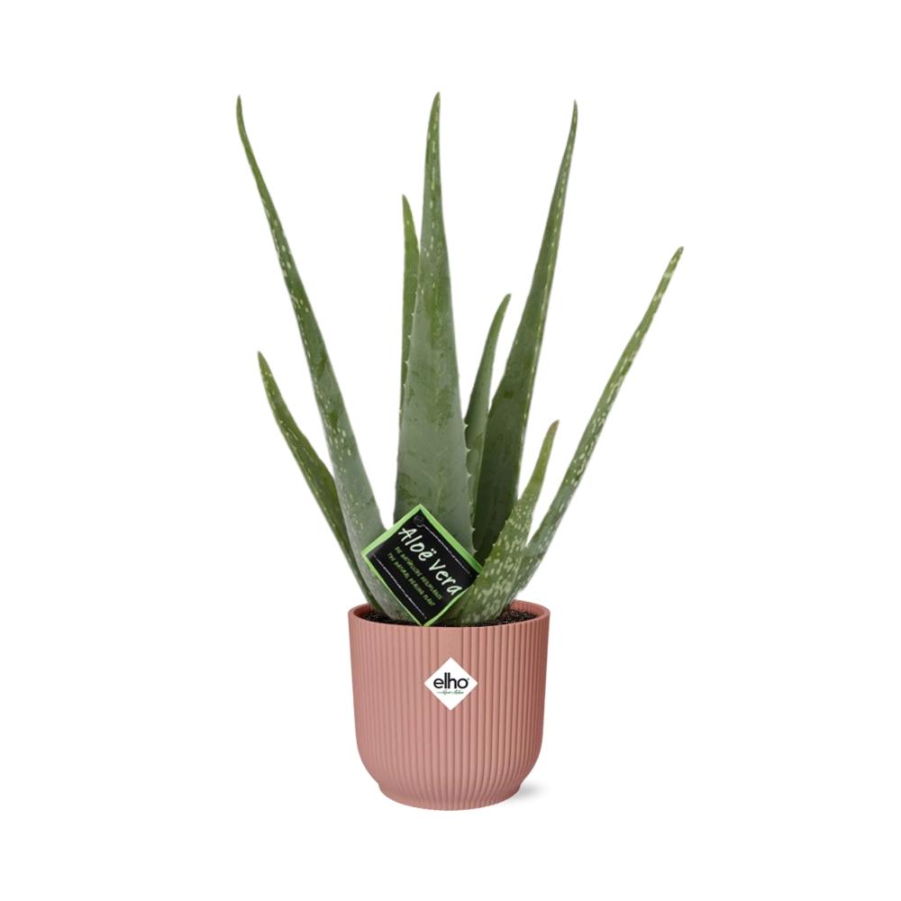Detailfoto van Aloe Vera 12cm in ELHO Vibes Fold 14cm roze