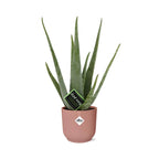 Detailfoto van Aloe Vera 12cm in ELHO Vibes Fold 14cm roze