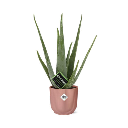 Detailfoto van Aloe Vera 12cm in ELHO Vibes Fold 14cm roze