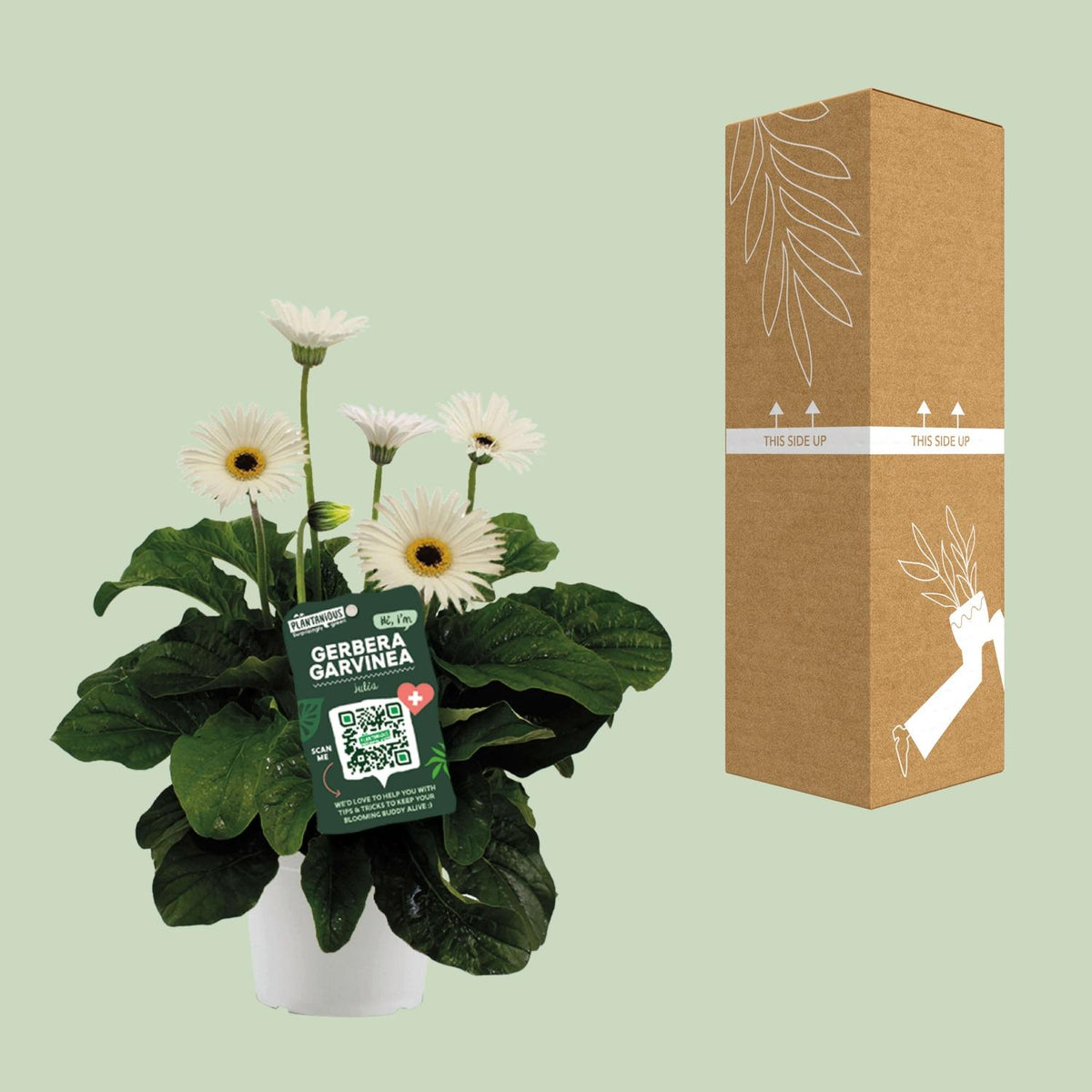 Garvinea Gerbera Wit, groene bladeren