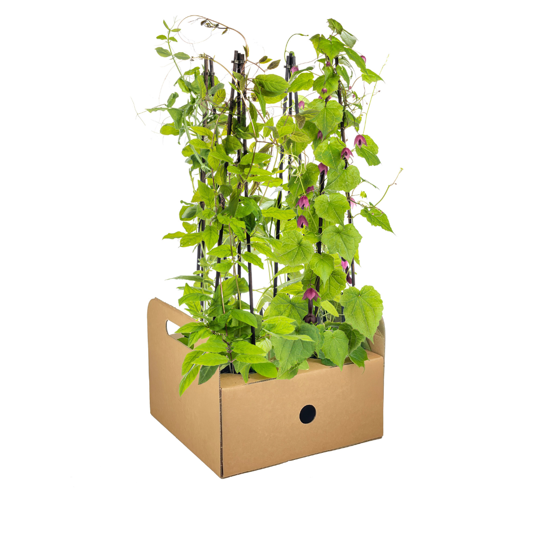 Klimplanten Rhodochiton, Cobea, Lathyrus en Ipomoea, 4 stuks, groeiwijze van de plant