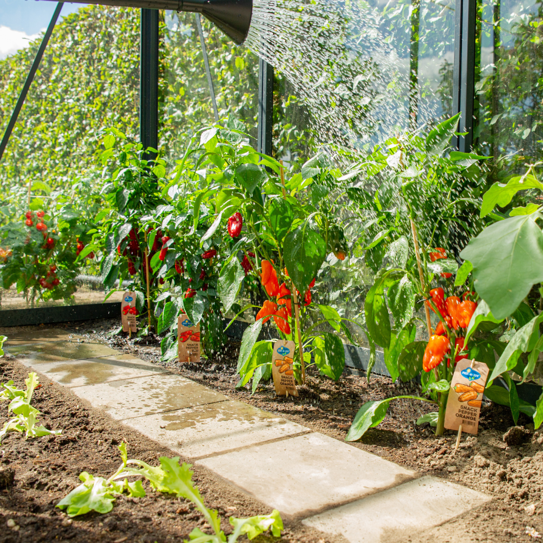Rode plukgroente mix, tomaat, paprika, hete peper, 3 planten, kenmerkend blad
