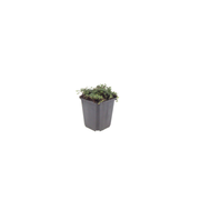 Thymus praecox &