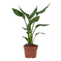 Strelitzia Reginae, detail van het blad