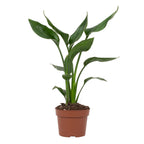 Strelitzia Reginae, detail van het blad