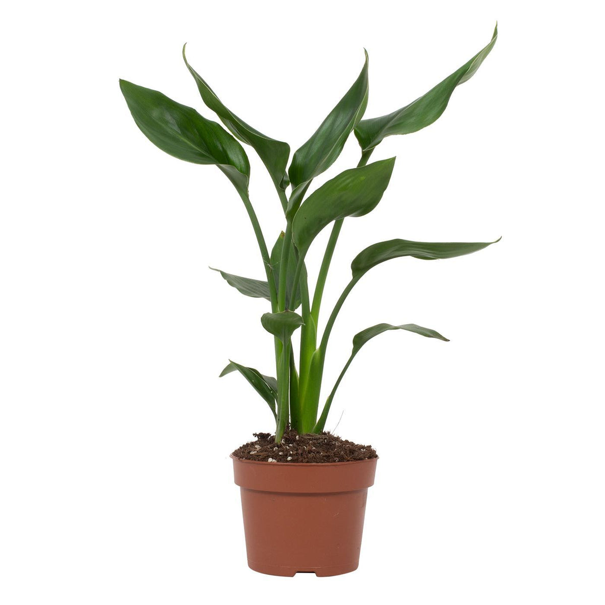 Strelitzia Reginae, detail van het blad