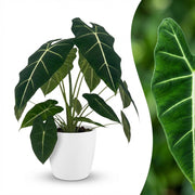 Olifantsoor (Alocasia Frydek) met witte pot