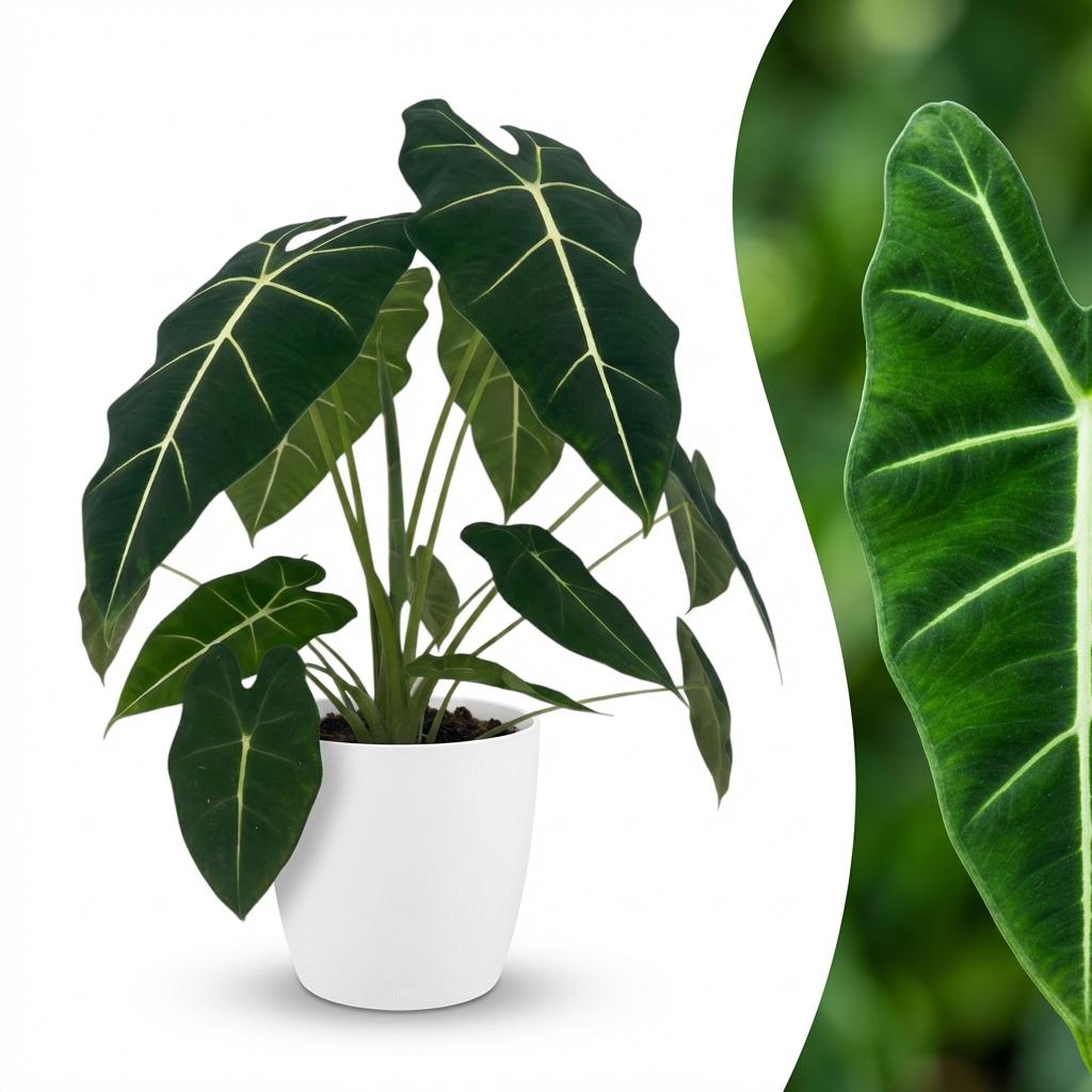 Olifantsoor (Alocasia Frydek) met witte pot, detail van het blad