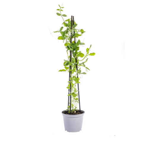 4x Lathyrus Odoratus, plant in pot