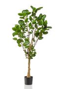 Productafbeelding van Pureplant