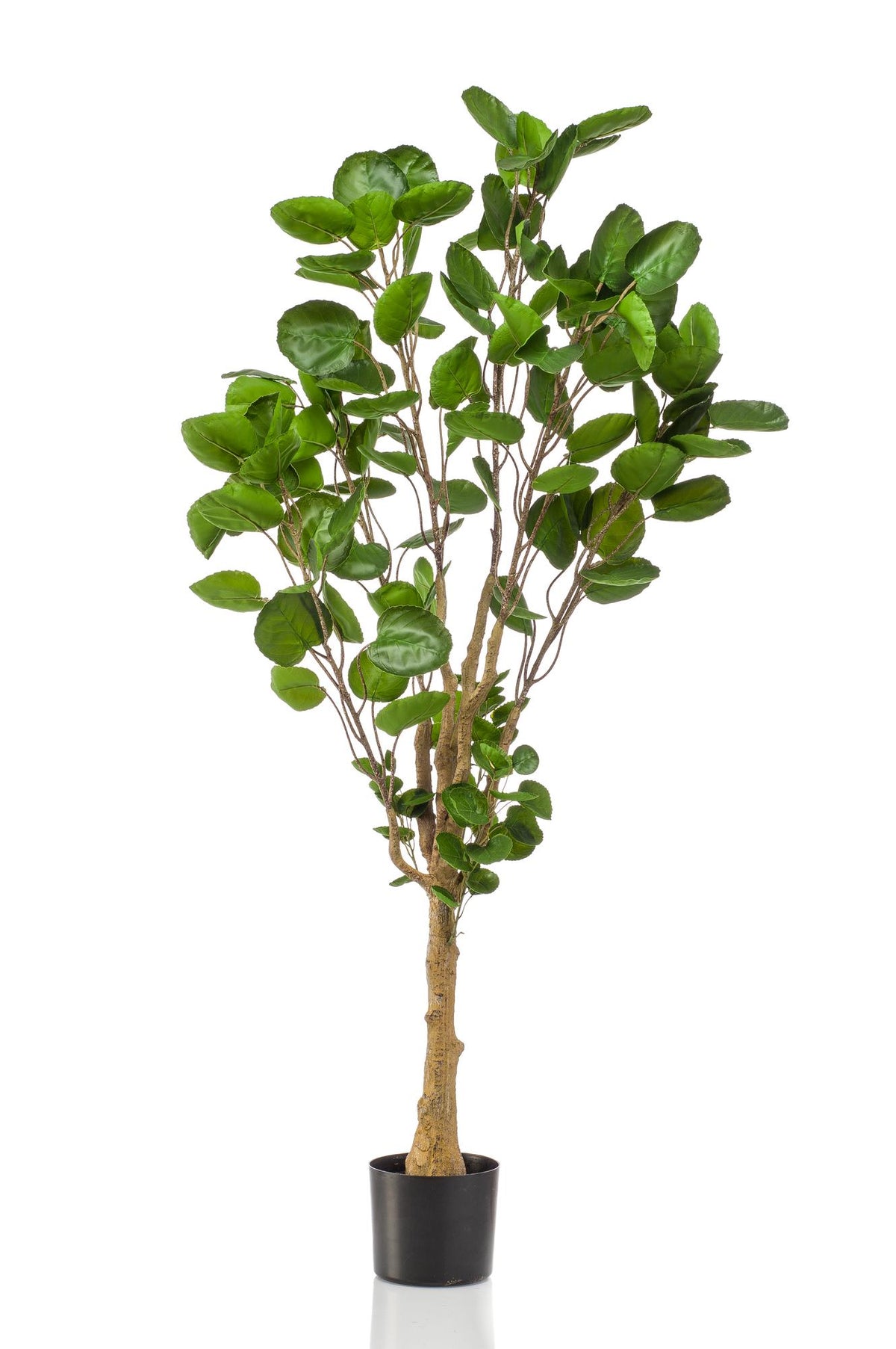 Productafbeelding van Pureplant