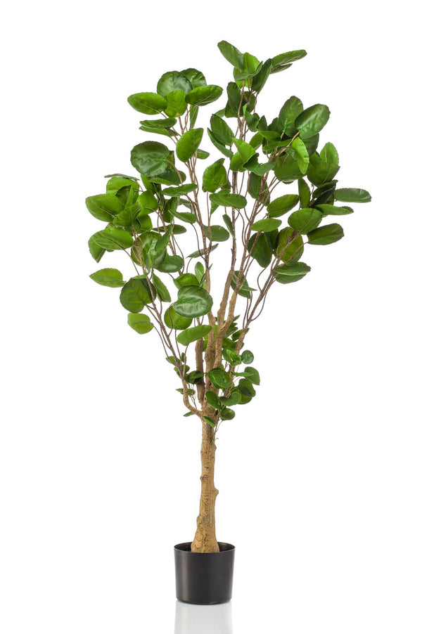 Kunstplant Polyscias aralia, ronde blaadjes, 150 cm