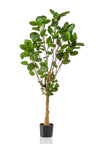 Kunstplant Polyscias aralia, ronde blaadjes, 150 cm
