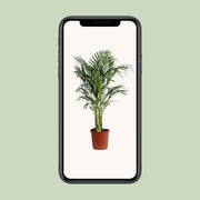 Dypsis Lutescens (Areca) A2