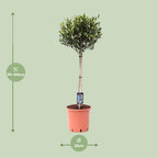 Productafbeelding van Pureplant