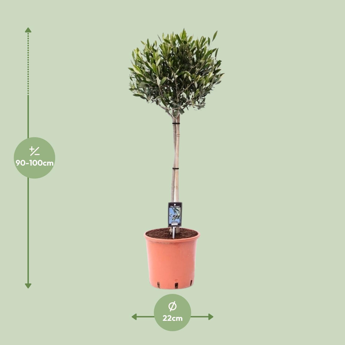 Productafbeelding van Pureplant