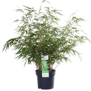 Fargesia rufa, bladhoudende bamboe, 60 cm hoog