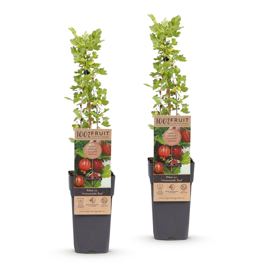 Kruisbes Hinnonmäki Rood, fruitgewas voor de tuin, detail van het blad