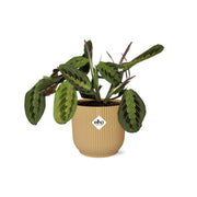 Maranta &