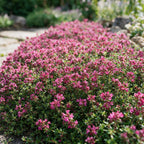 Thymus praecox 'Red Carpet' - rode kruiptijm, groeiwijze van de plant