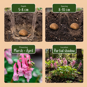 Helmbloem Corydalis &