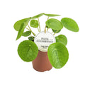 Detailfoto van Pilea Peperomioides