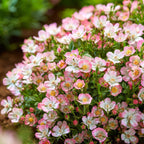 Bodembedekkende roos Cutie Pie, roze bloemen, plant in pot