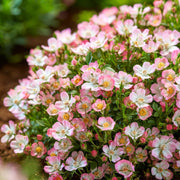 Bodembedekkende roos Cutie Pie, roze bloemen