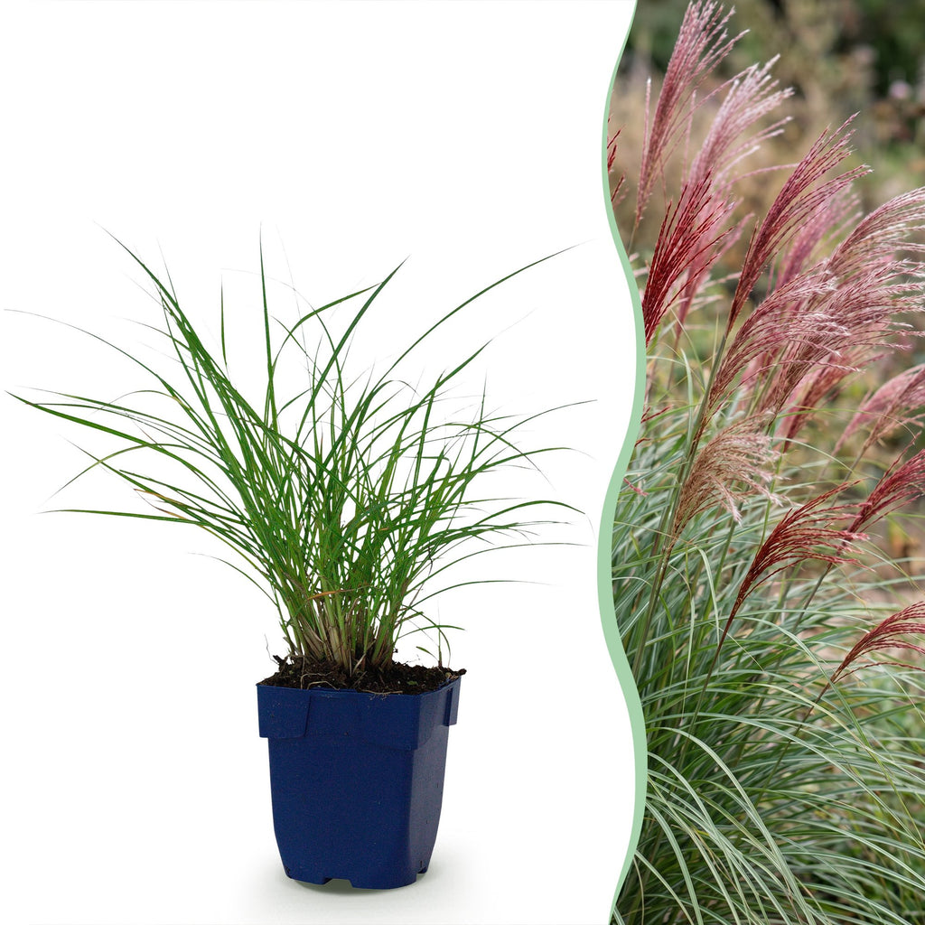 Miscanthus sin. Red Chief - Prachtriet - Met Pluim, geschikte tuinplant
