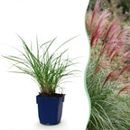 Miscanthus sin. Red Chief - Prachtriet - Met Pluim, geschikte tuinplant
