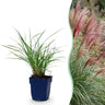 Miscanthus sin. Red Chief - Prachtriet - Met Pluim
