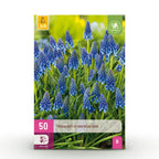 Muscari Armeniacum, detail van het blad