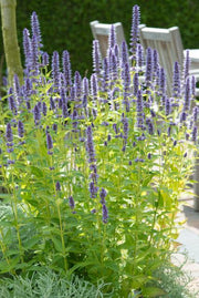 6x Agastache &