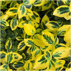 Productafbeelding van Pureplant