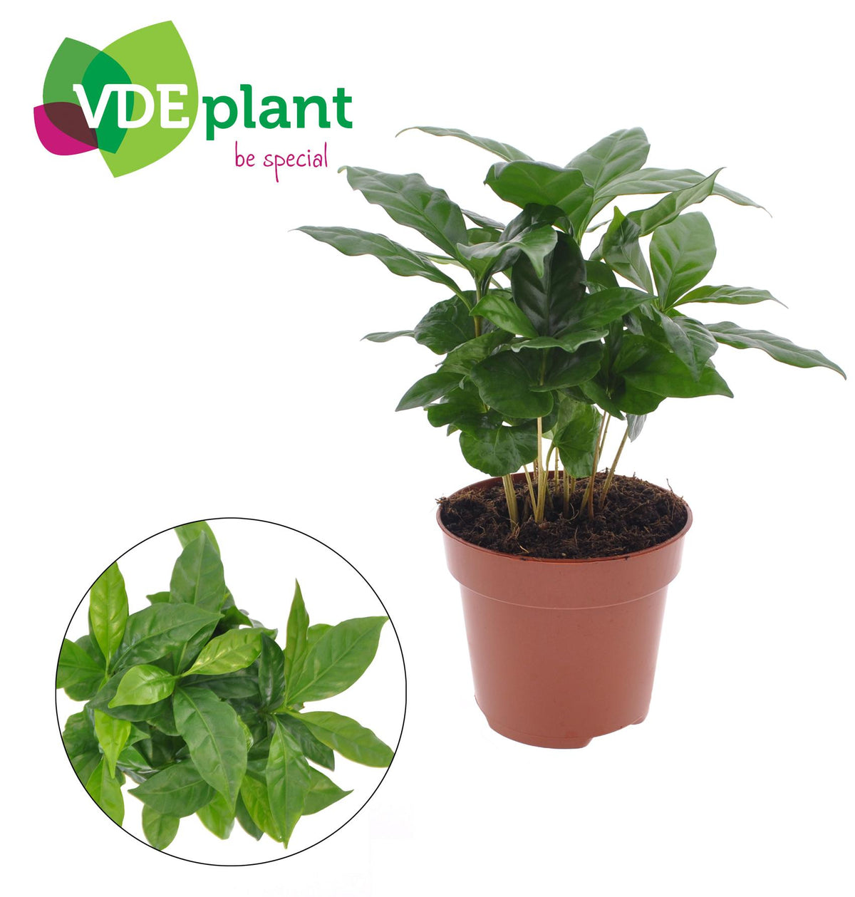 Productfoto van Coffea Arabica