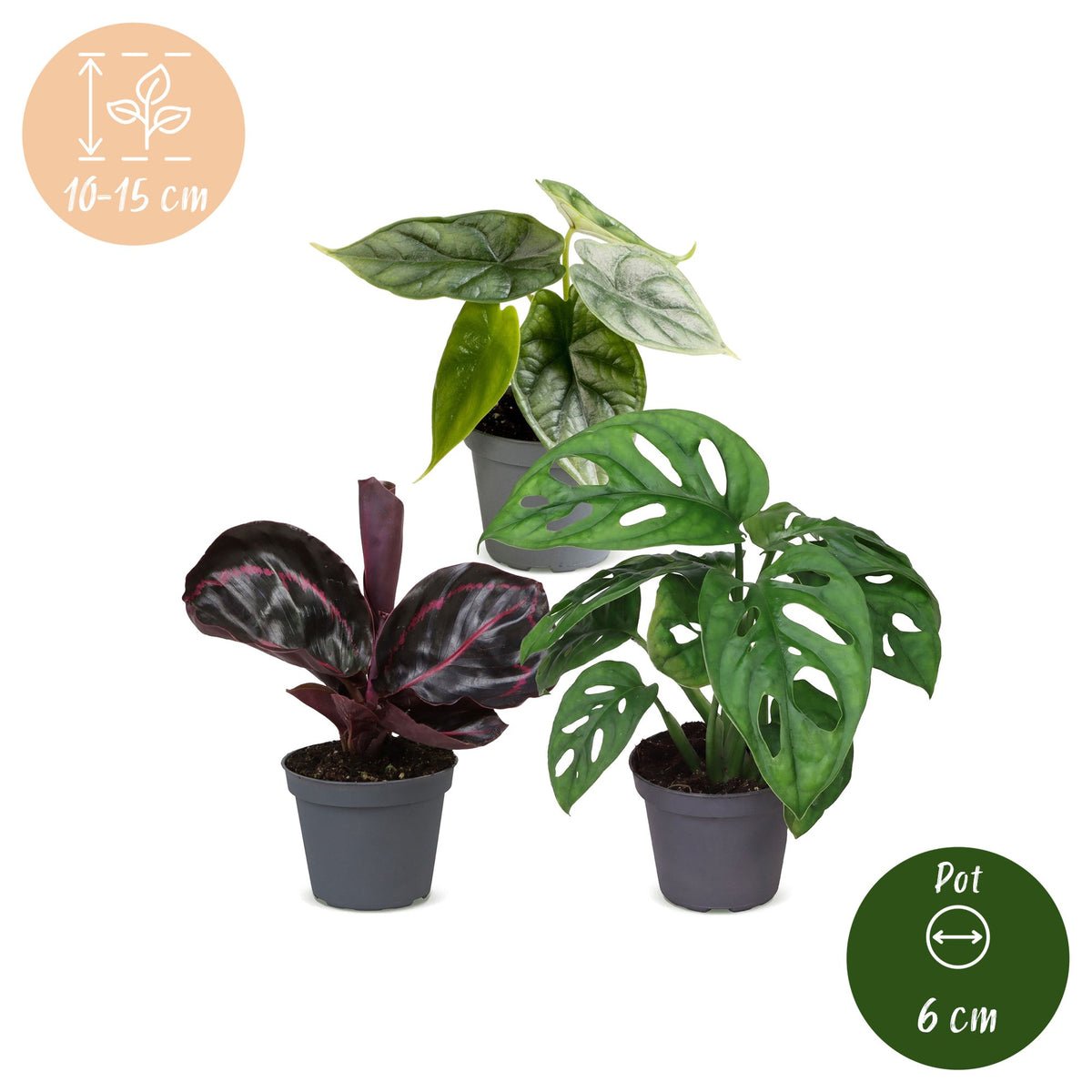 3x Baby Jungle Mix tropische kamerplanten