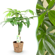 Pachira Aquatica gevlochten stam met mand, 60-70 cm hoog