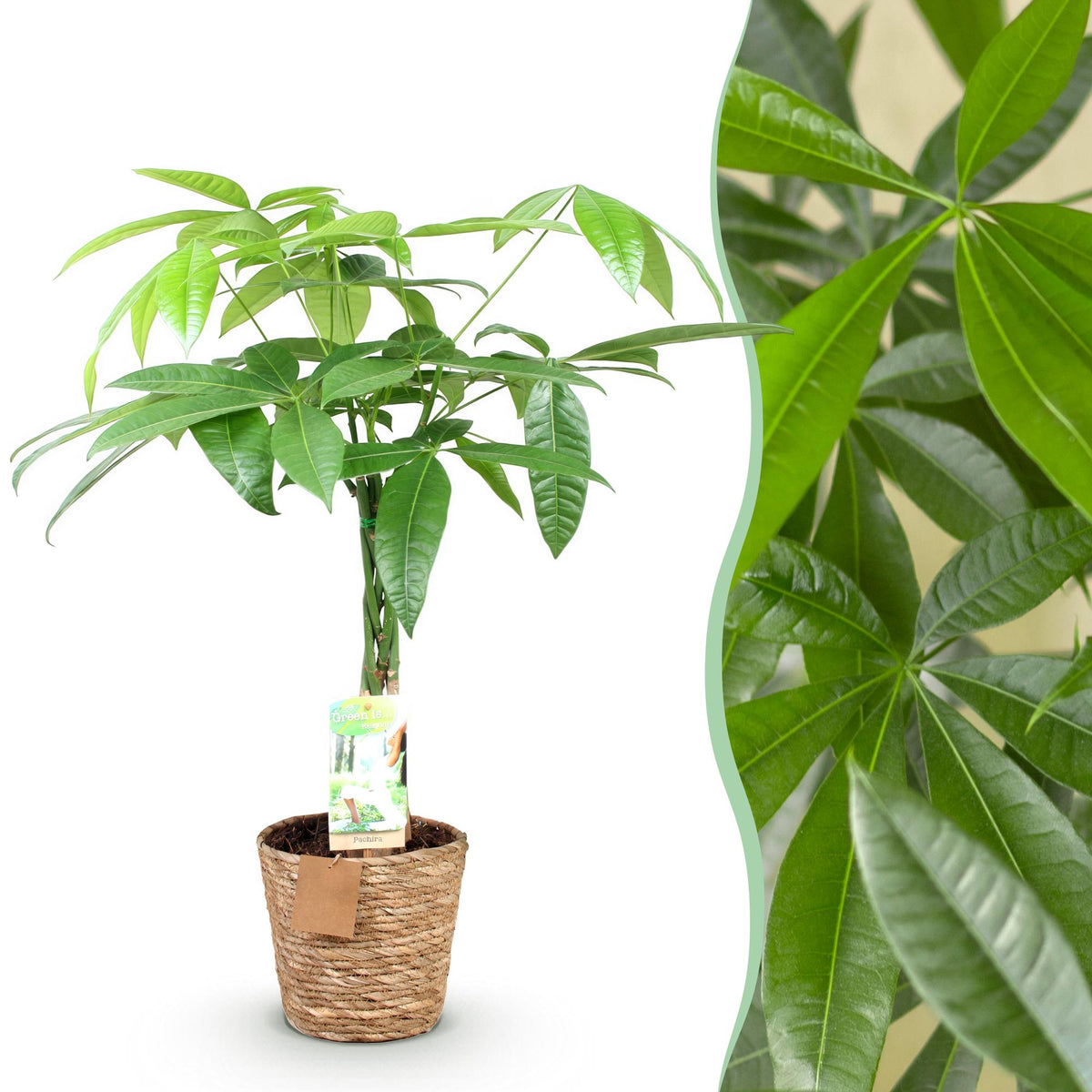 Pachira Aquatica gevlochten stam met mand, 60-70 cm hoog, detail van het blad