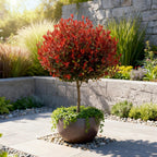 Photinia fraseri Little Red Robin, plant in pot