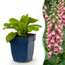 Digitalis mertonensis - Vingerhoedskruid - Schaduw - Roze - 6 Planten