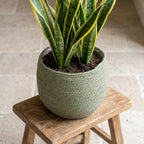 Mand Jorck groen 26 cm, kenmerkend blad