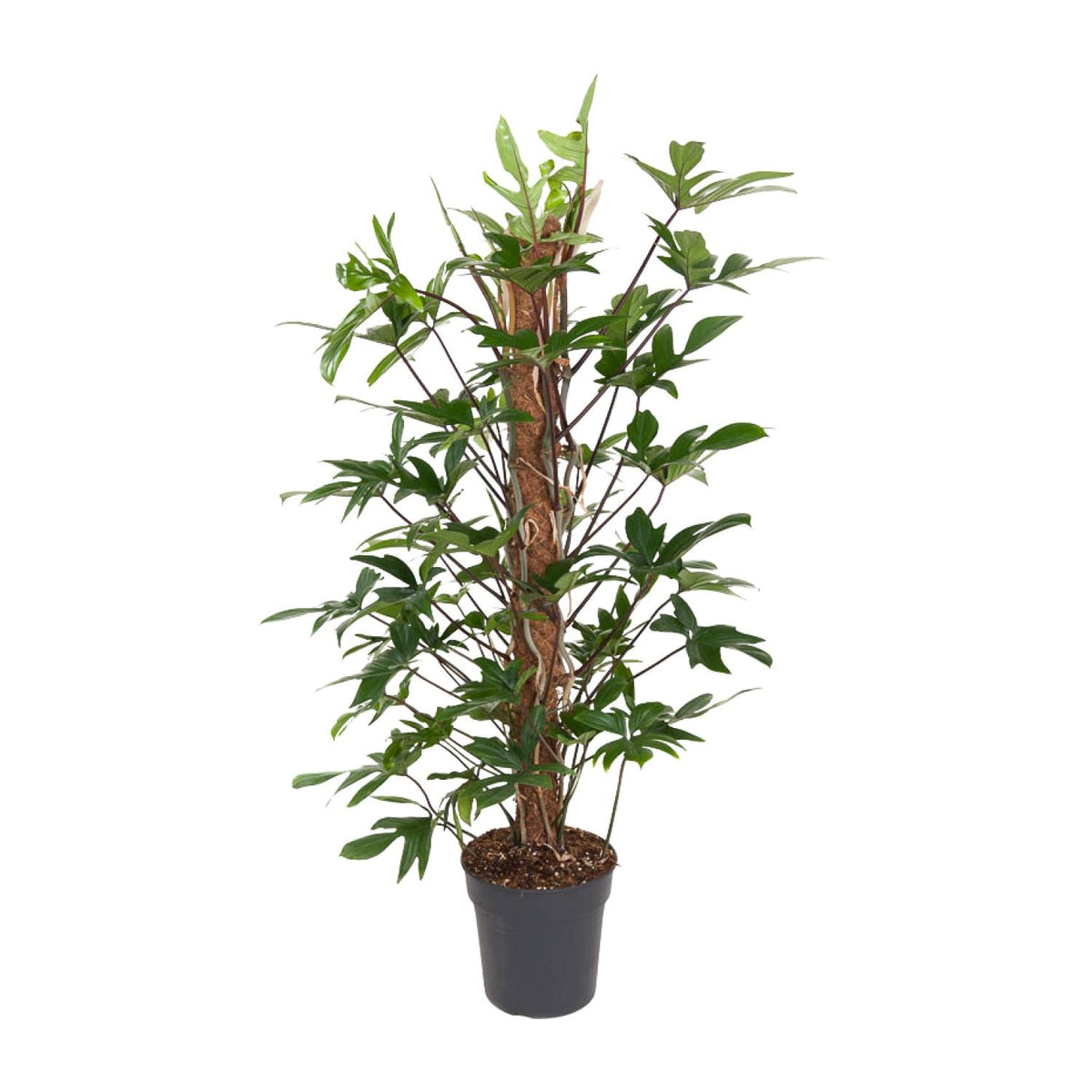Productfoto van Philodendron Pedatum