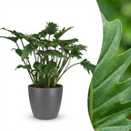 Philodendron Xanadu met grijze pot, detail van het blad