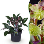 Lenten rose Helleborus lividus Purple Marble, detail van het blad