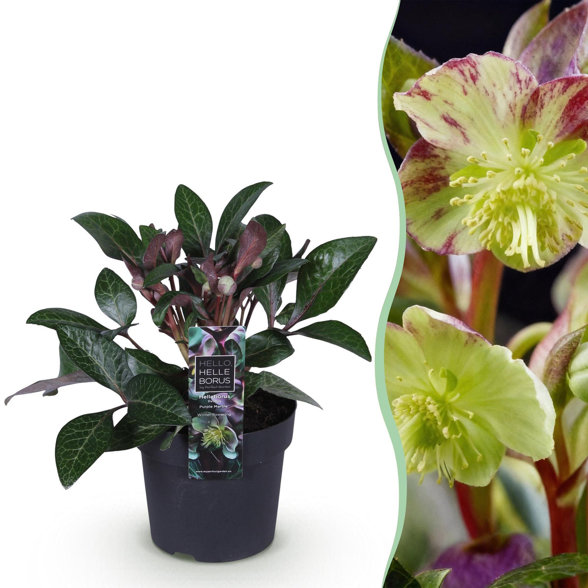 Lenten rose Helleborus lividus Purple Marble, detail van het blad