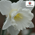 Narcissus 'Snow Baby', zuiver witte mini-narcis, 20 bollen, plant in pot